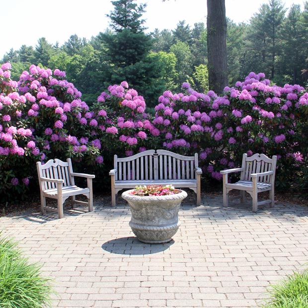 Dorothy Perkins Garden flowers with chairs