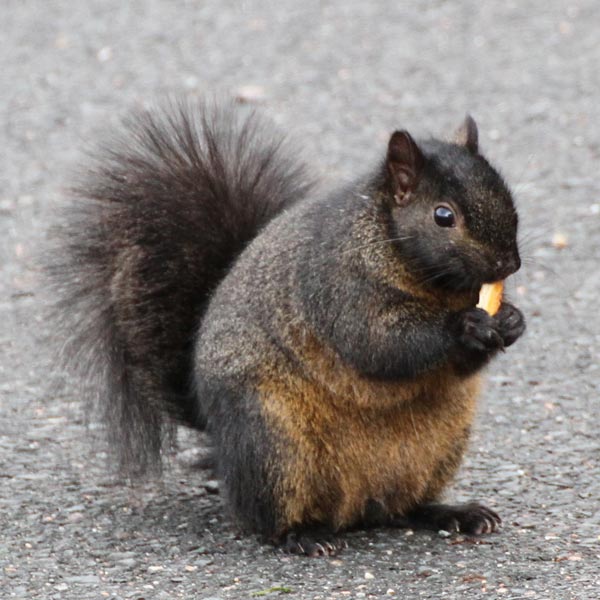 Black Squirrel at Stanley Park
