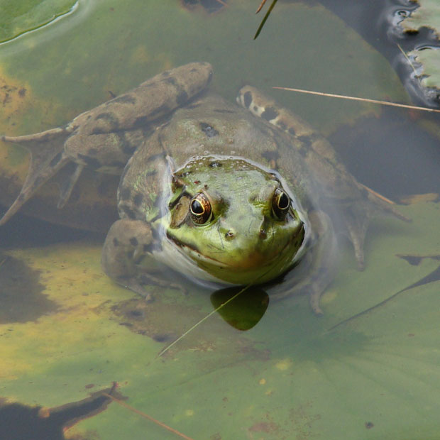 Lily/Frog Pond Frog in pond